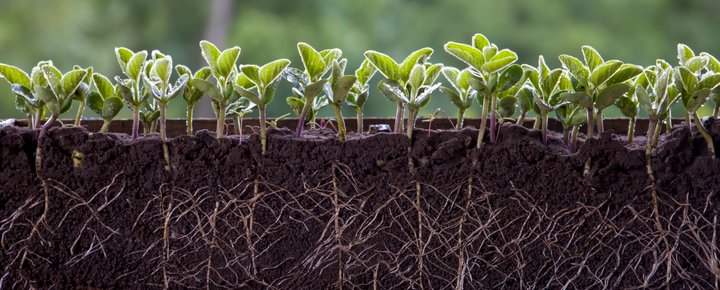 Support Responsible Soy Farming Practices